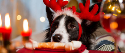Paws and Celebrate: DIY Holiday Treats for Your Four-Legged Friends
