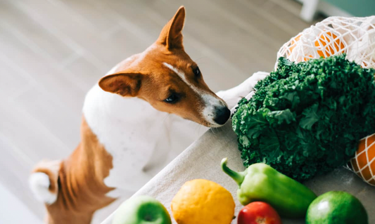 The Benefits of Incorporating Superfoods into Your Homemade Dog Treats