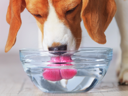 Flowing Waters: Navigating Hydration Needs Throughout Your Dog's Life