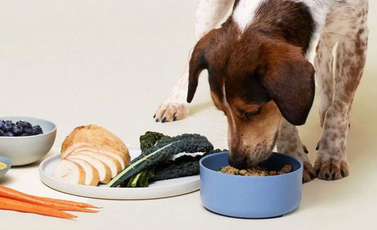 From Farm to Dog & Cat Bowl: The Best Organic Ingredients for Homemade Treats