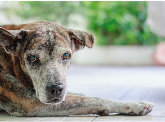 Joint Health in Older Dogs: The Role of Supplements and How to Include Them in Homemade Dog Treats